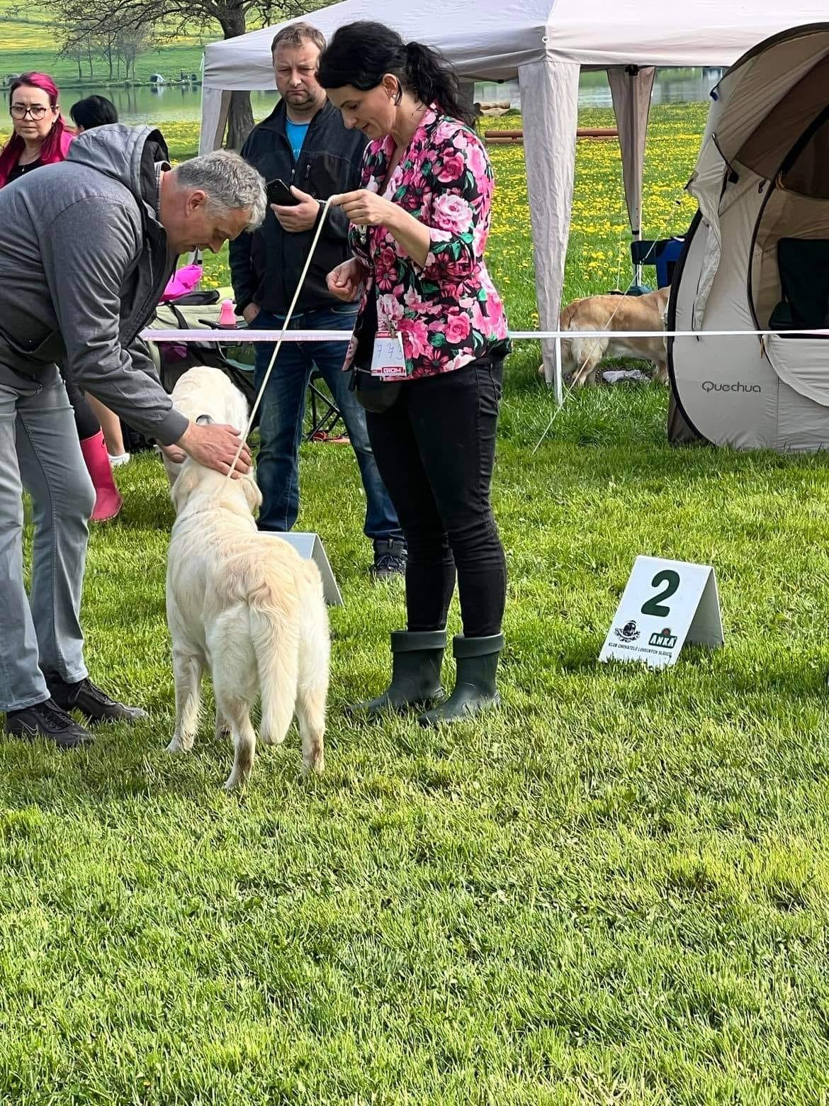 zlatý retriever na výstavě